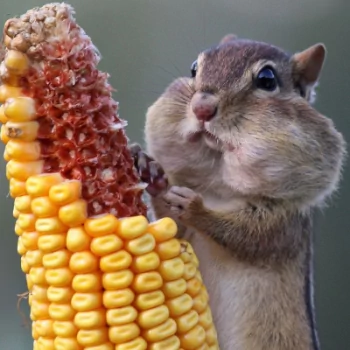  Lots Of Corn!