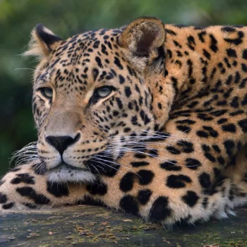 leopard Animal PFP