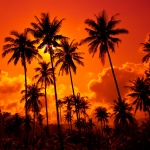 Palm Tree Pfp