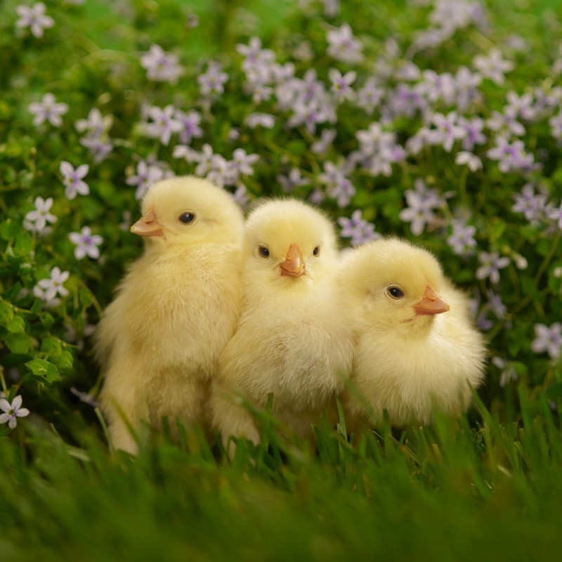 Download Flower Fluffy Cute Chick Animal Chicken PFP