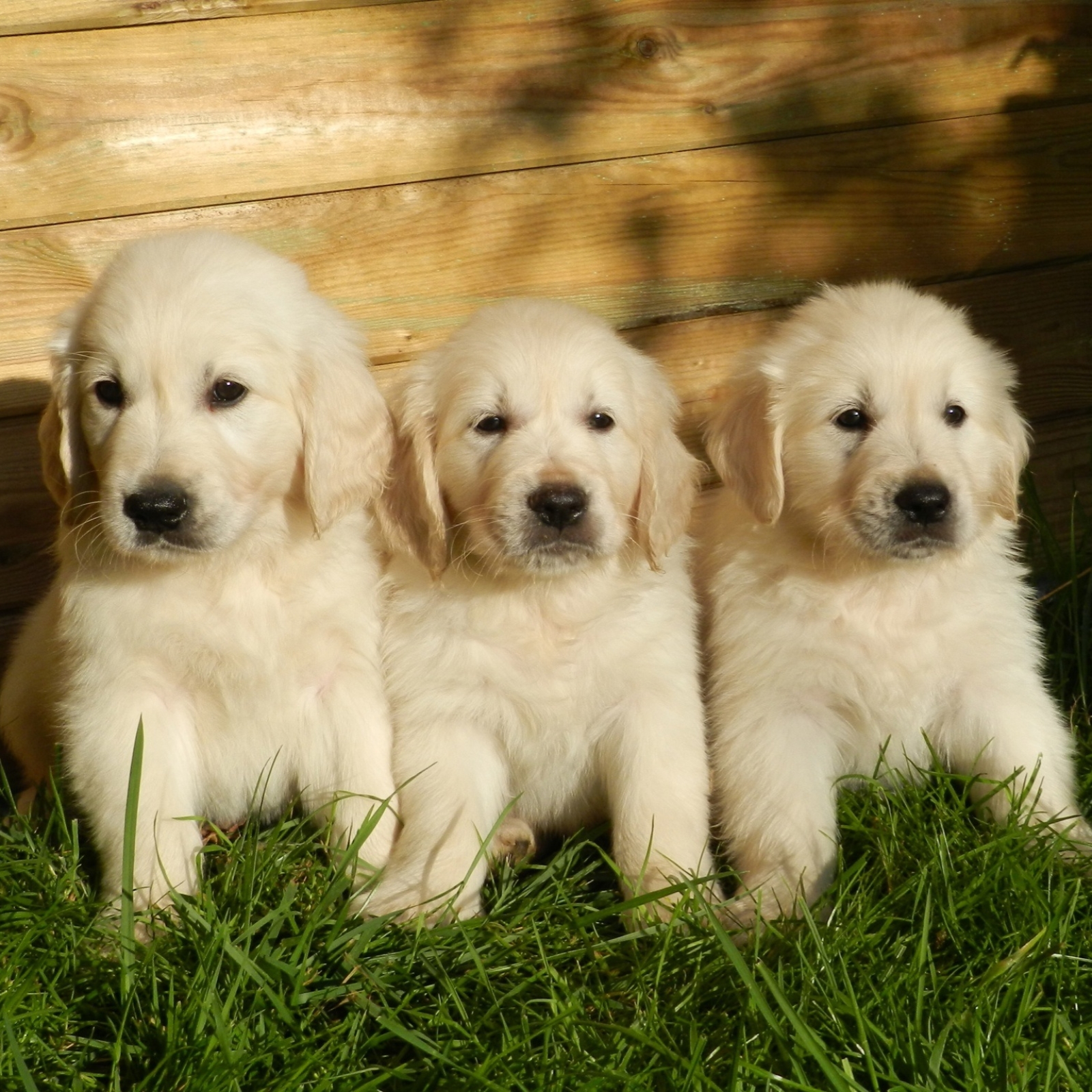 Three Cute Puppies by JacLou DL