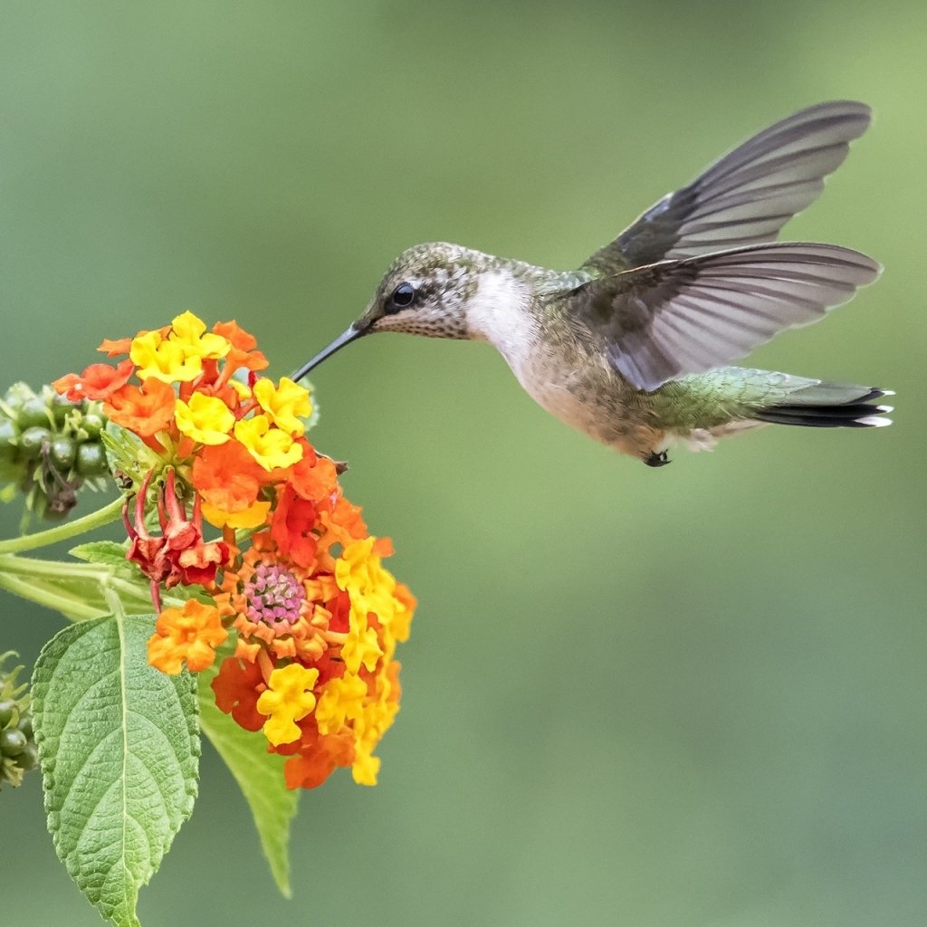 Hummingbird Forum Avatar | Profile Photo - ID: 233278 - Avatar Abyss