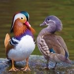 Download Couple Mandarin Duck Duck Bird Animal PFP