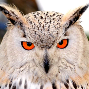 Animal owl PFP
