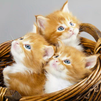  Three Kittens in a Basket