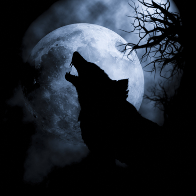 Wolf Howling At The Moon