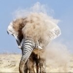 Download Animal Elephant PFP