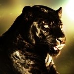 Download Animal Black Panther PFP