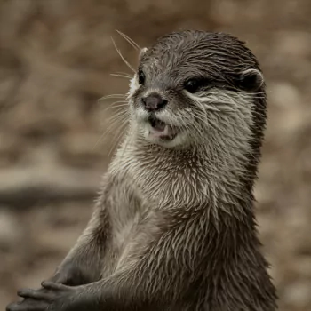 otter Animal PFP
