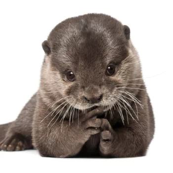 otter Animal PFP