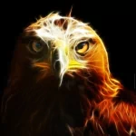 Animal hawk PFP