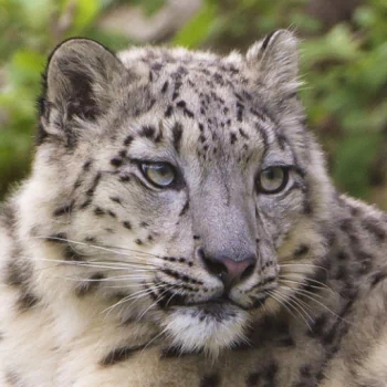resting snow leopard Animal PFP
