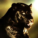 Animal black panther PFP