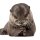 otter
