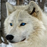 45 White Wolf Forum Avatars | Profile Photos - Avatar Abyss