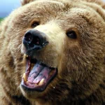 Animal bear PFP