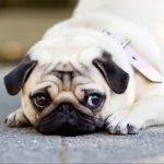 Animal pug PFP