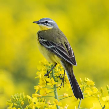 yellow flower bird wagtail Animal PFP