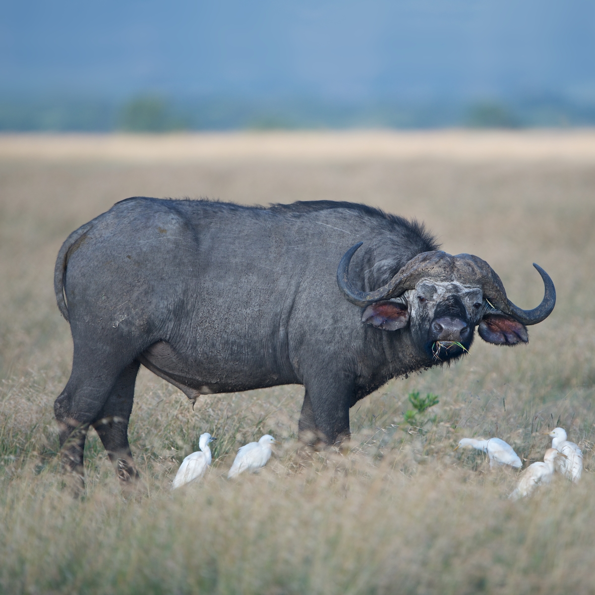 african buffalo Pfp by Kitty Kono
