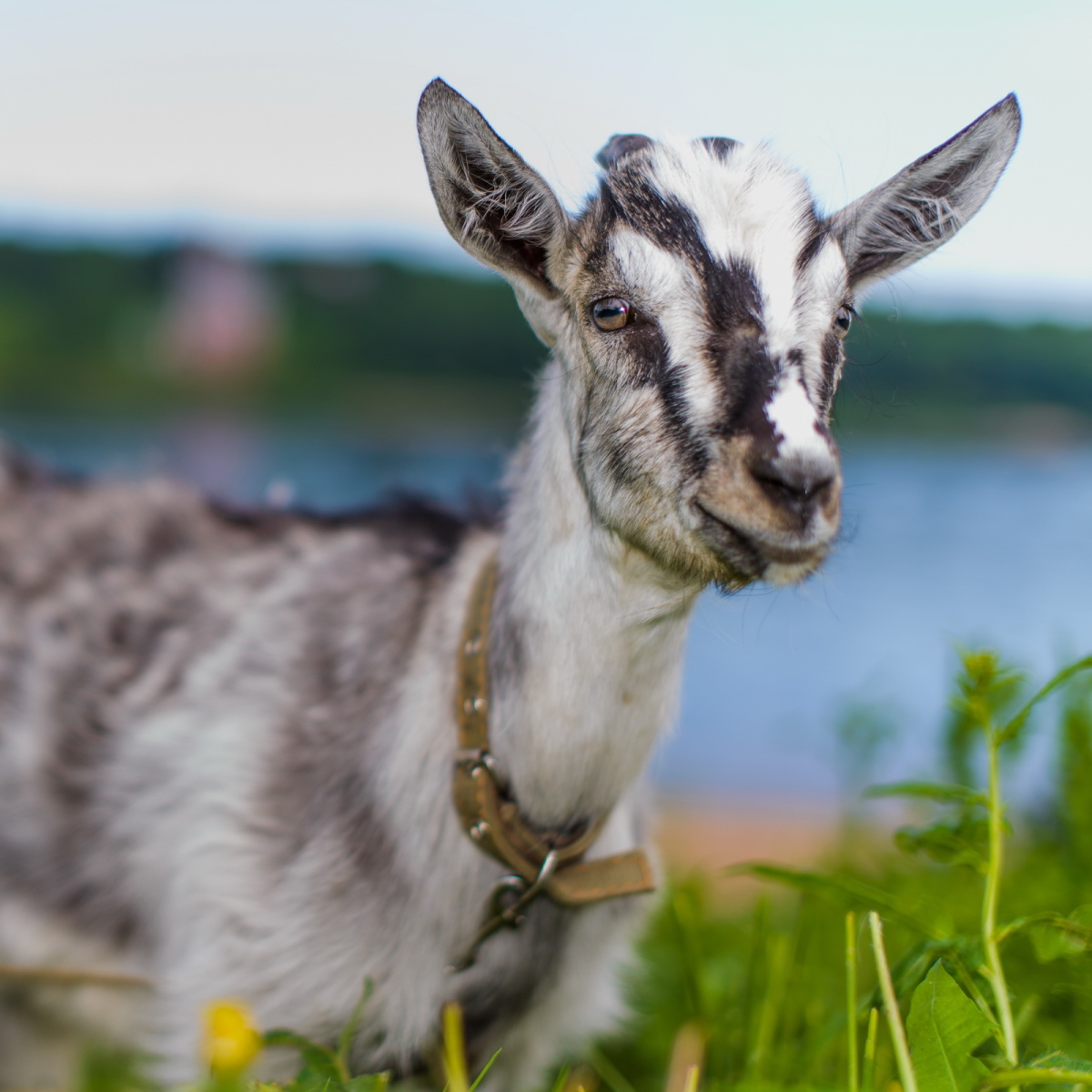 Download Animal Goat PFP