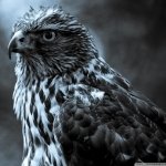 Download Animal Eagle PFP