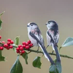 long-tailed tit berry bird Animal titmouse PFP