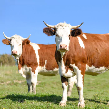cow Animal PFP