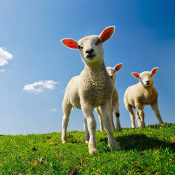  Easter lambs and ewe