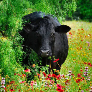 Animal cow PFP