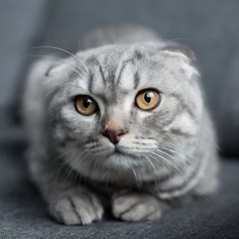  Scottish Fold