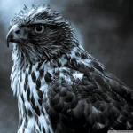 Animal eagle PFP