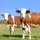 cow