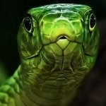 Download Animal Snake PFP