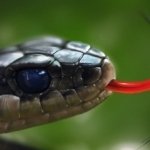 Download Animal Snake PFP