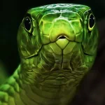 Animal snake PFP