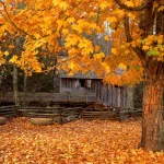 nature fall PFP