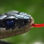 Animal snake PFP
