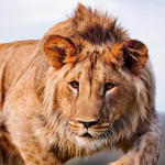lion Animal PFP
