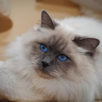  Ragdoll Cat