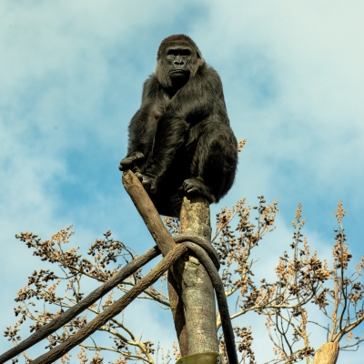 Gorilla Sitting on a Tree by Phillip Spence