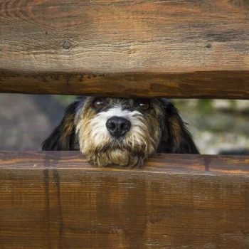  Peaking through the fence to see whats going on by skeeze