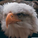 Animal eagle PFP