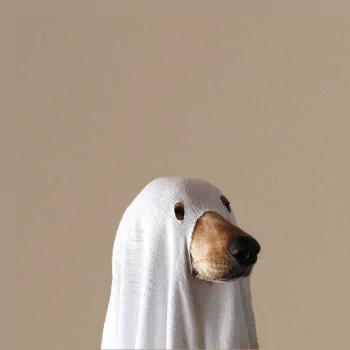 dog ghost Animal PFP
