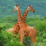 Animal giraffe PFP