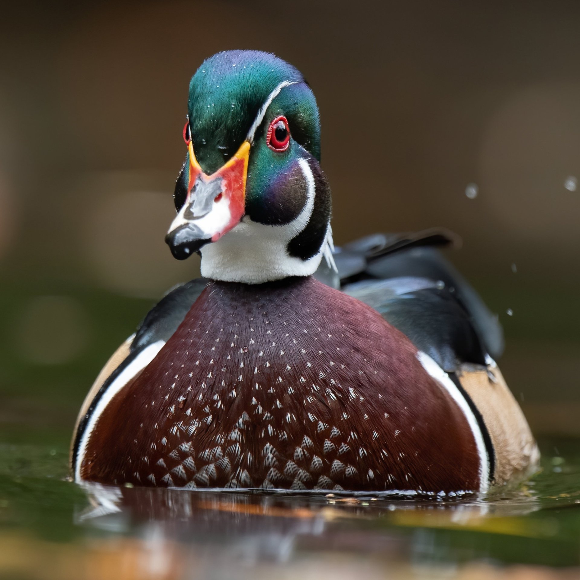 Wood Duck Forum Avatar | Profile Photo - ID: 240241 - Avatar Abyss