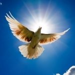 Download Animal Pigeon PFP