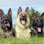 Download Animal German Shepherd PFP