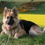 Download Animal German Shepherd PFP