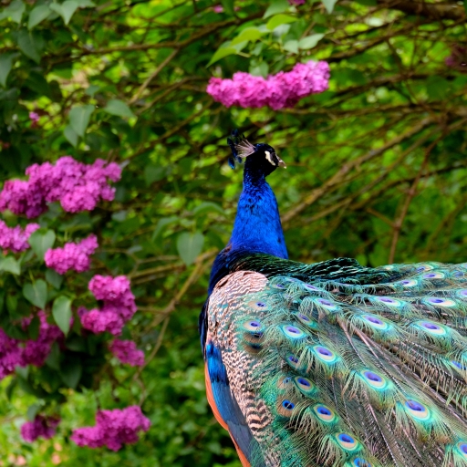 Download Pink Flower Peacock Bird Animal PFP