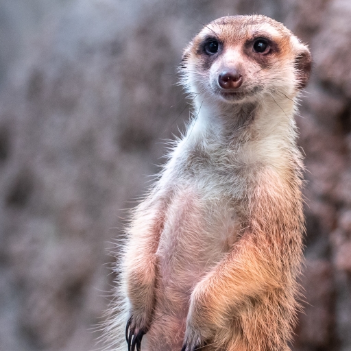 The meerkat or suricate is a small mongoose by Phillip Spence